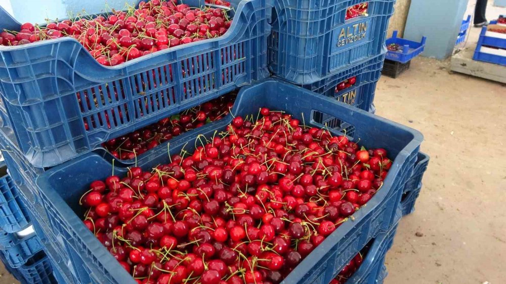 Erkenci Kirazda Rekolte Sevinci Kısa Sürdü: Fiyatlar Şoke Etti