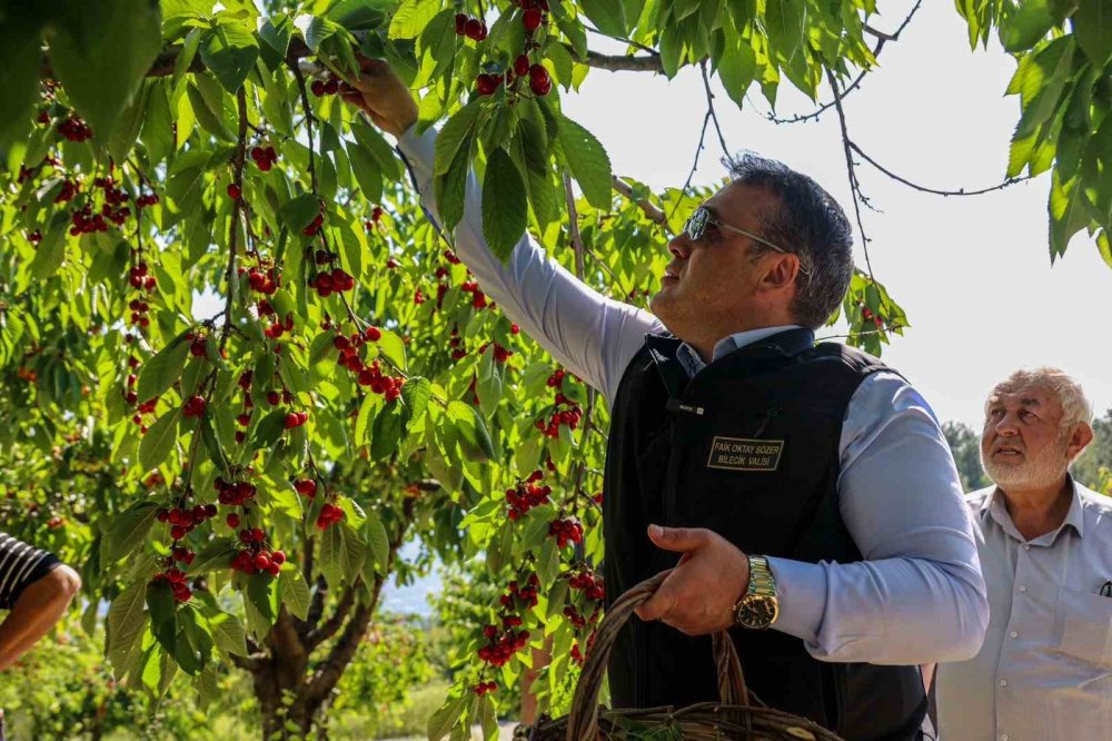 Bilecik’te Kiraz Hasadı: 15 Bin Ton Rekolte Beklentisi!