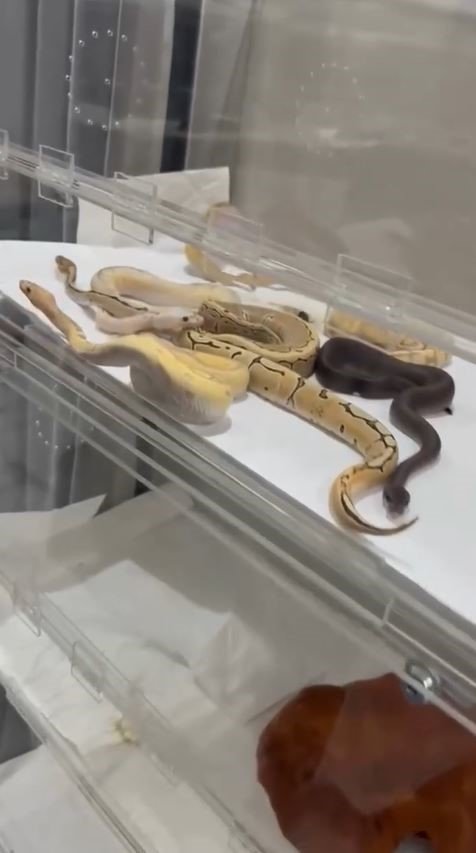 Bir evden 18 piton, 21 Mısır ve 3 king yılanı çıktı