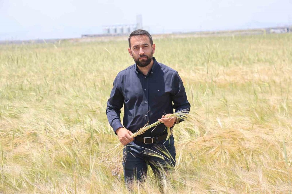 Konya Ovası'nda Rekolte Patlaması: Buğday ve Arpada Büyük Artış Bekleniyor