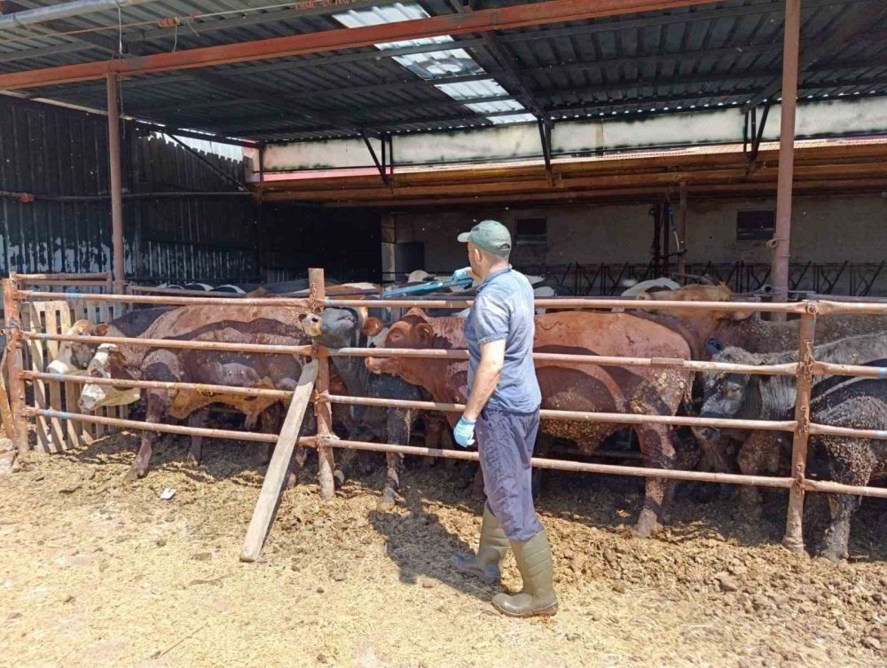 İthal Besi Hayvanları Mercek Altında