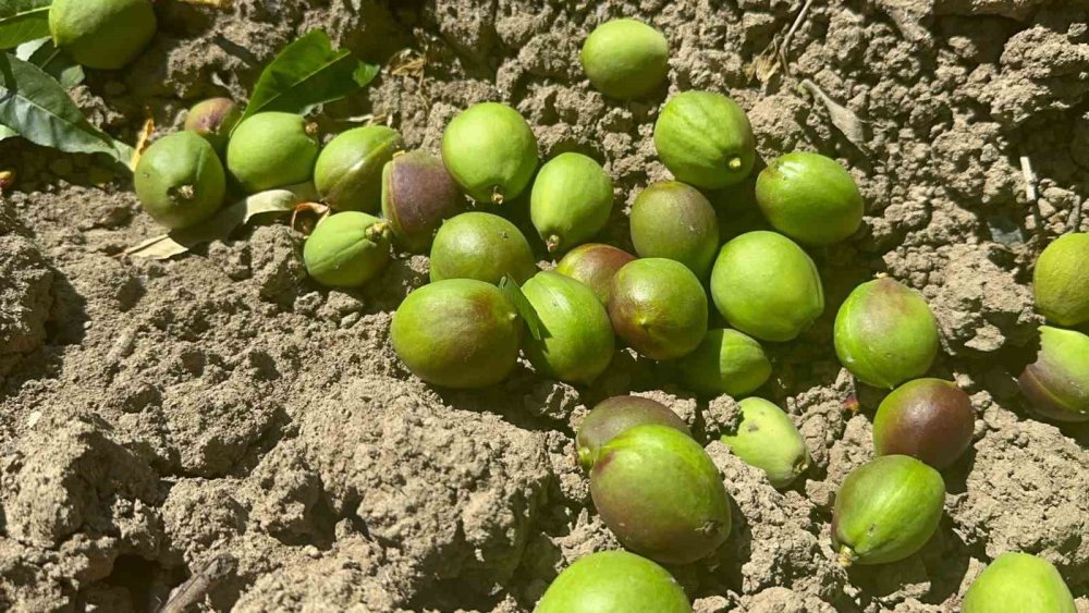 Ağaçlar Meyveyi Taşıyamıyor