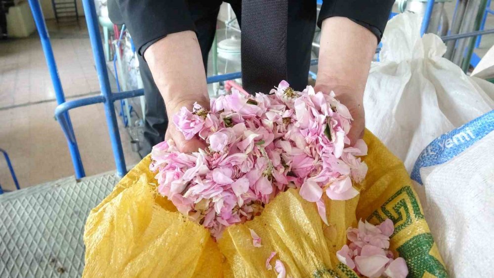 Isparta Gül Hasadında Rekolte Beklentisi 13 Bin Ton