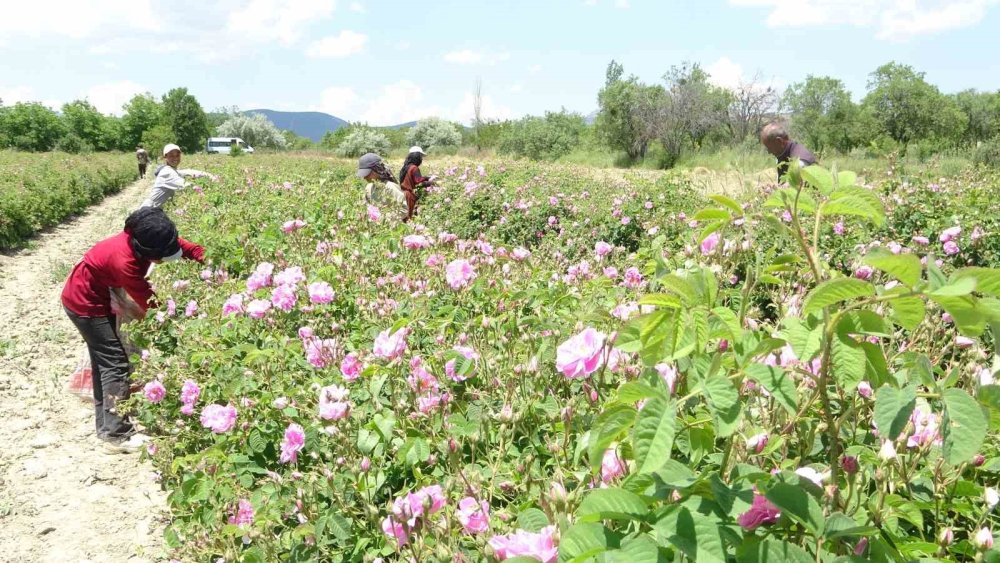 Isparta Gül Hasadında Rekolte Beklentisi 13 Bin Ton