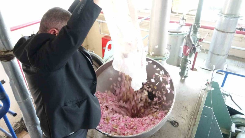 Isparta Gül Hasadında Rekolte Beklentisi 13 Bin Ton