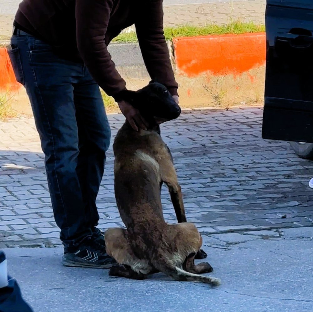 Yardıma Koşanlar Köpeği Durduramadı! Kadın Canını Zor Kurtardı