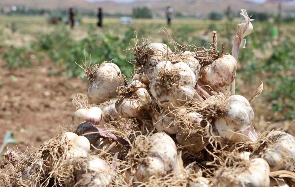 İspanyol Devi Aksaray’a Geldi: Sarımsakta Dünya Markası Oluyor