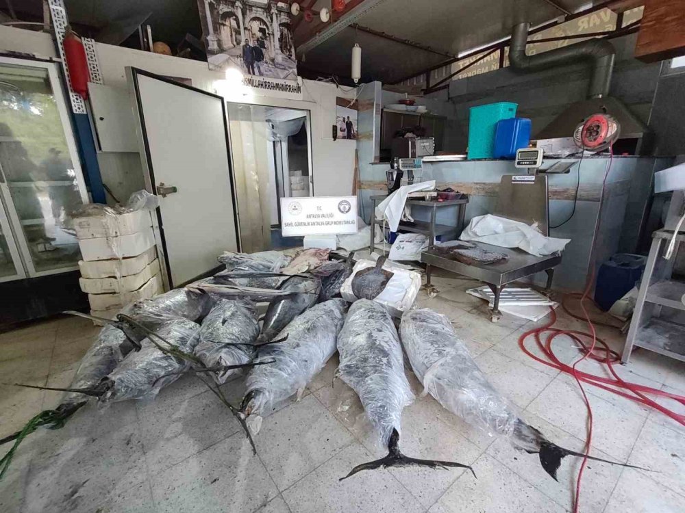 Avlanması ve satışı yasak olan 603 kilo balığa el konuldu