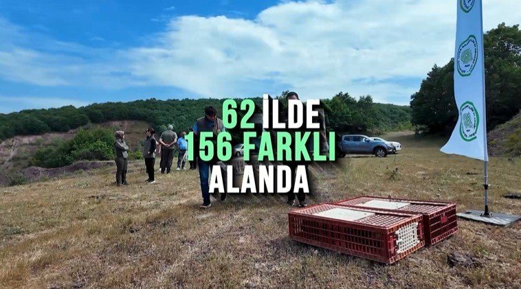 Ankara'dan kene kararı! 51 bin keklik ve sülün doğaya salınacak