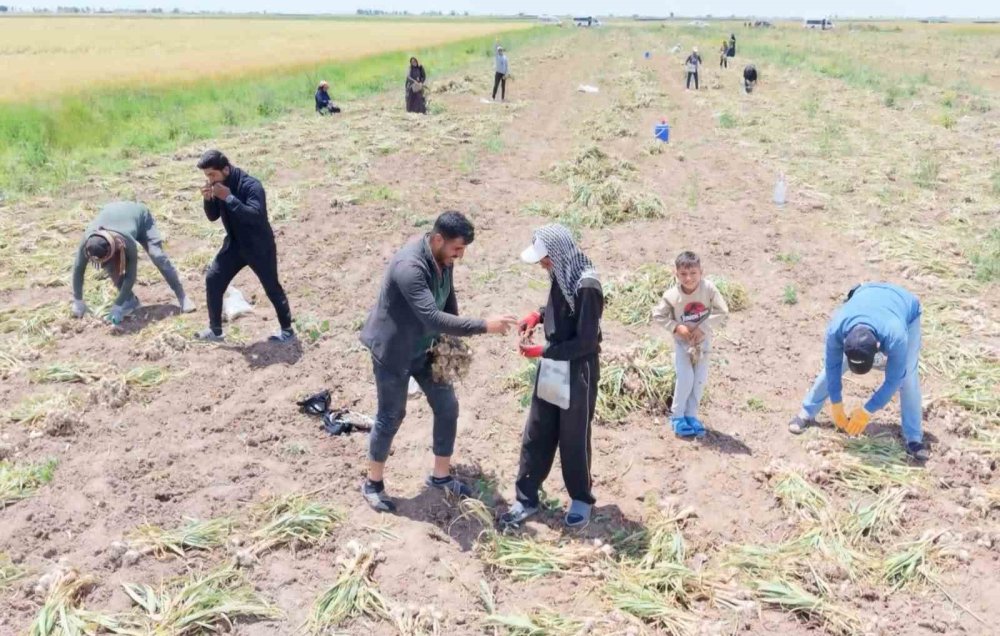 Aksaray Sarımsağında Rekolte İkiye Katlandı: İhracat Başlıyor
