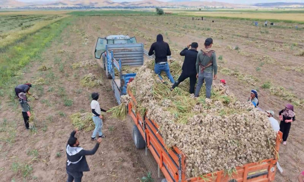 Aksaray Sarımsağında Rekolte İkiye Katlandı: İhracat Başlıyor
