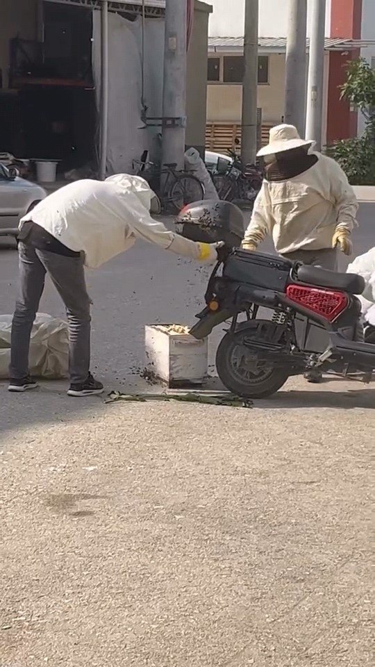 Arılar motosiklette oğul verdi
