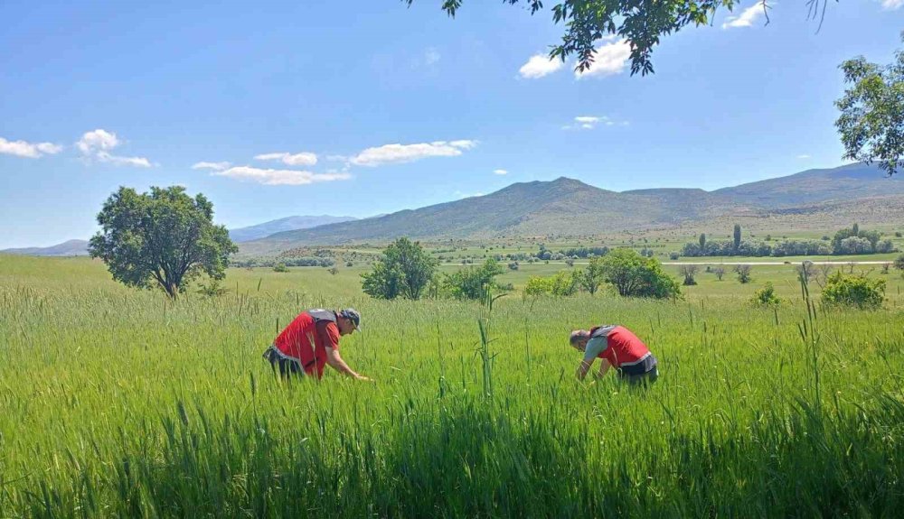 Beyşehir’de Süne Mesaisi: Tarlalarda Verim Koruması