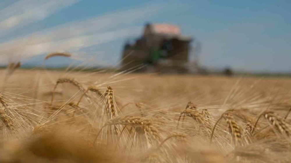 Hububat Piyasasında Düşüş: Arpa ve Buğdayda Sert Gerileme