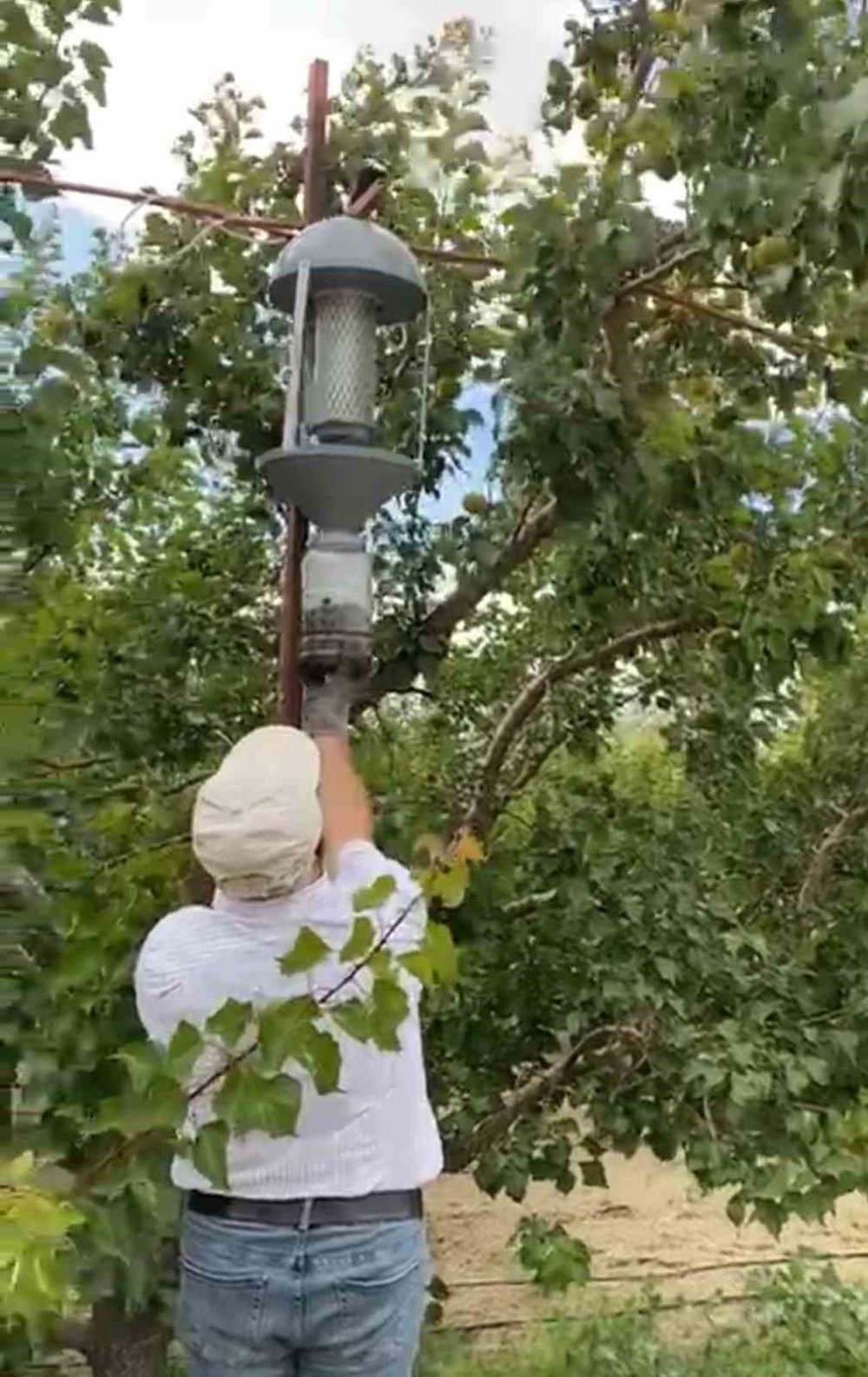 Antalya'nın seralarına kesin çözüm! İlaca gerek yok