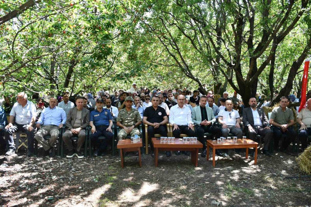 Dünya Pazarlarının Gözdesi: Akşehir Kirazı Hasat Edildi