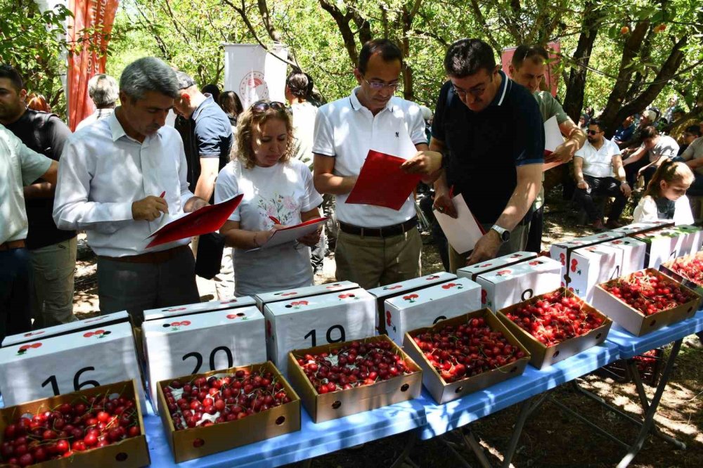 Dünya Pazarlarının Gözdesi: Akşehir Kirazı Hasat Edildi