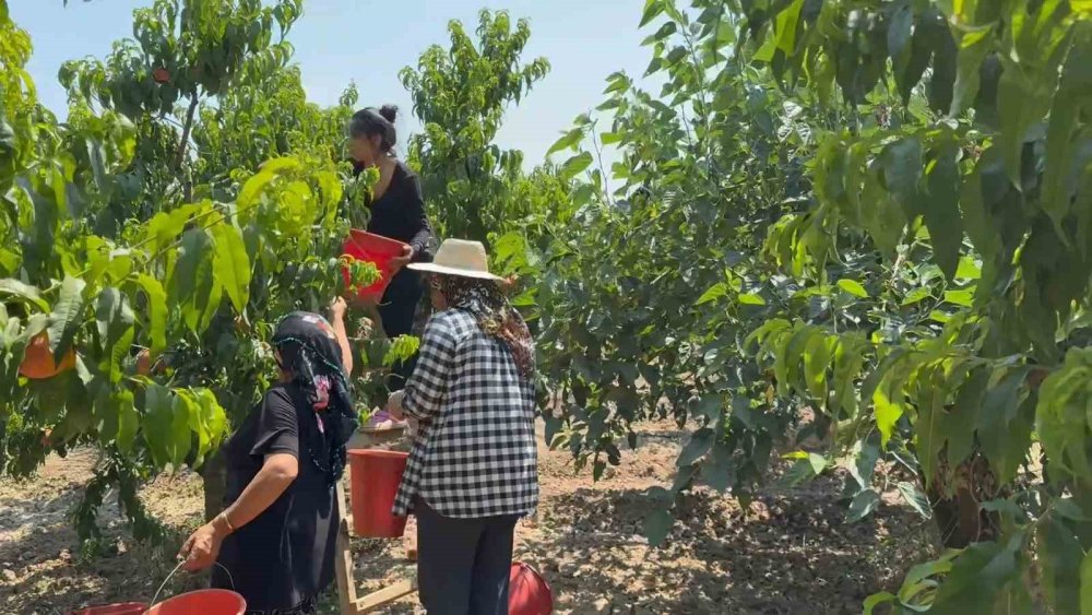 Bursa şeftalisinde hasat başladı