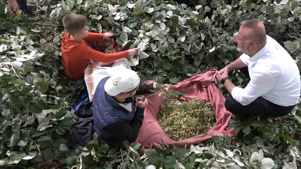 Metrelerce Yükseklikte Zorlu Hasat: Kilosu 3 Bin Lira