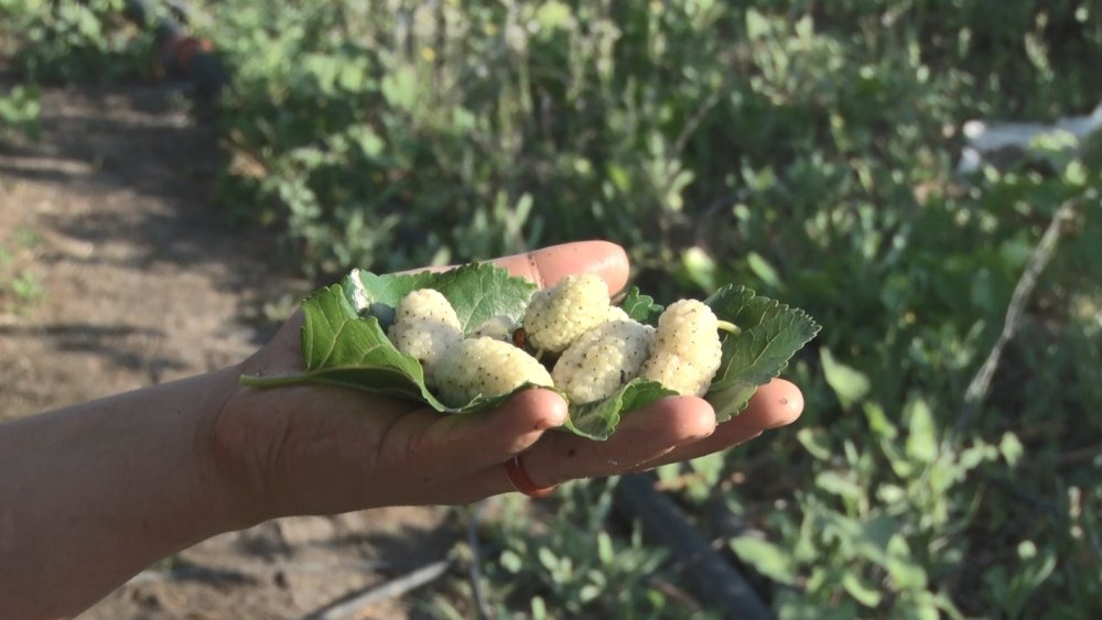 Ayaş dutunda hasat başladı! 10 ton toplanıyor