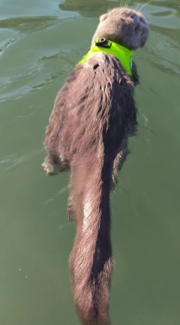 Veterinerlerin "yaşamaz" dediği kedi, denizde yüzdü, Uludağ’da kayak keyfi yaptı