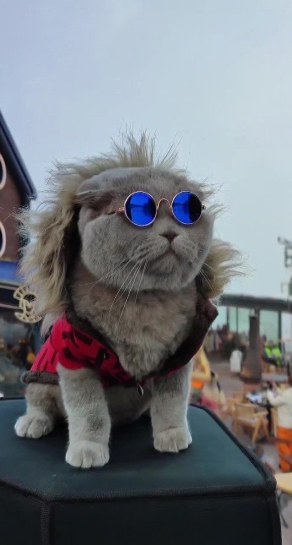 Veterinerlerin "yaşamaz" dediği kedi, denizde yüzdü, Uludağ’da kayak keyfi yaptı