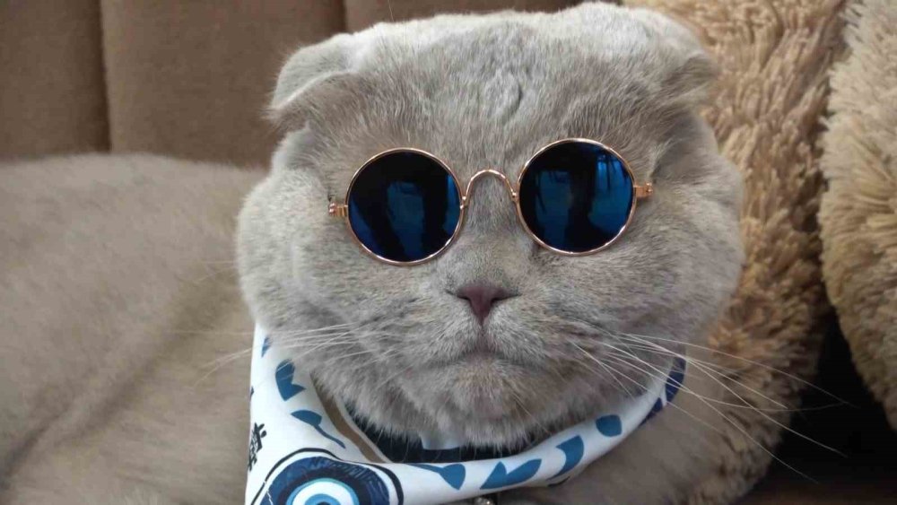 Veterinerlerin "yaşamaz" dediği kedi, denizde yüzdü, Uludağ’da kayak keyfi yaptı