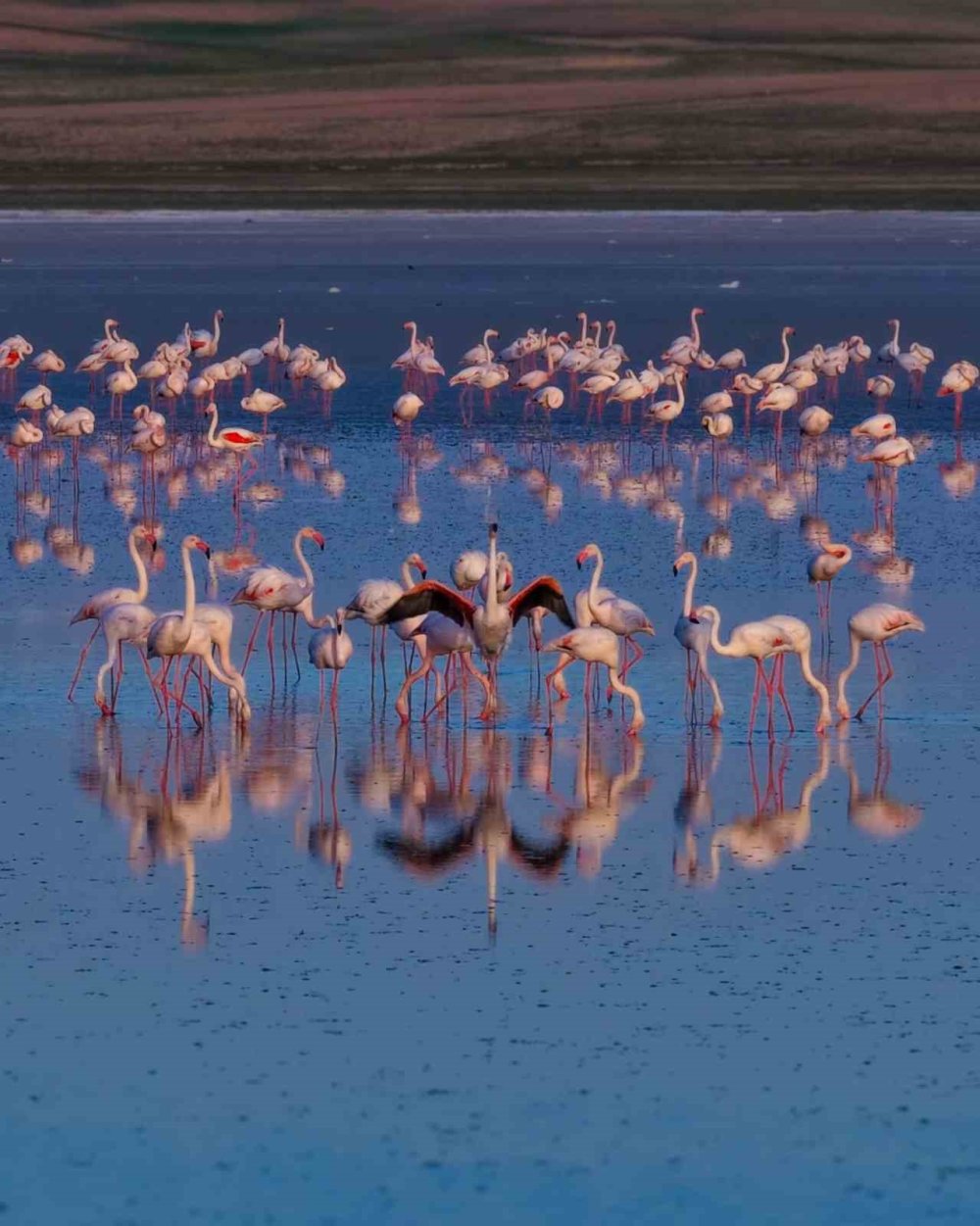 Konya Düden Gölü’nde Flamingo Şöleni: Doğaseverlerin Yeni Rotası