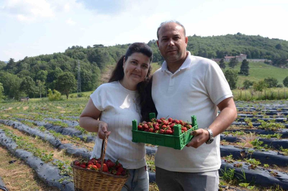 Hobi Olarak Başladı, 42 Dönümlük Dev Çilek Bahçesine Dönüştü