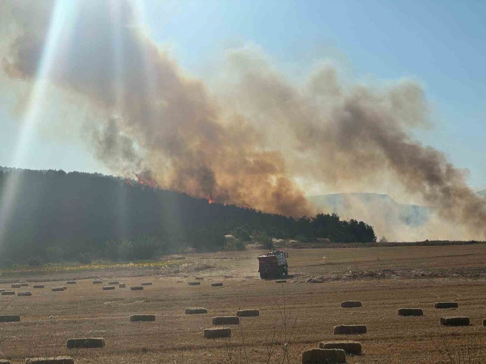 Bilecik'te anız ormanı yaktı
