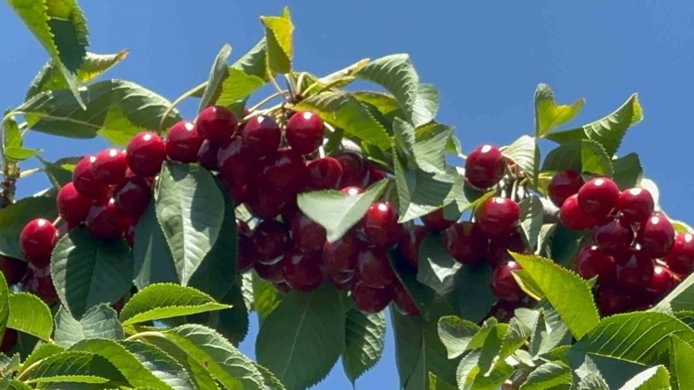 Geçen yıl don vuran bahçelerde üzüm salkımı gibi kiraz yetişti