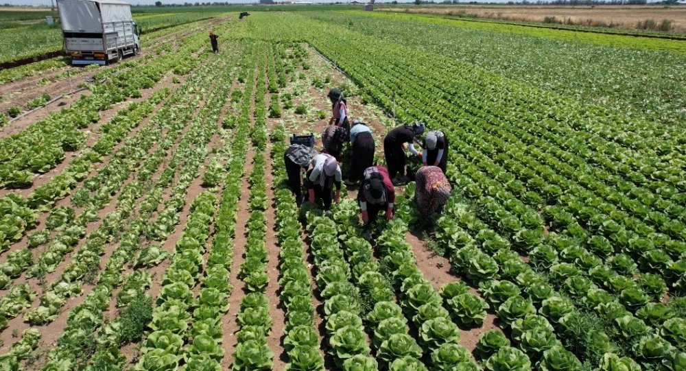 Konya'da Marul Üreticisinin "Fiyat" Çilesi: Tarlada Kalma Korkusu