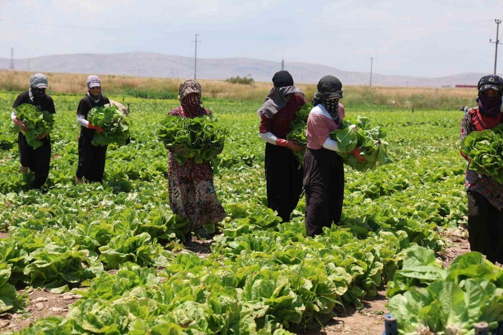 Konya'da Marul Üreticisinin "Fiyat" Çilesi: Tarlada Kalma Korkusu