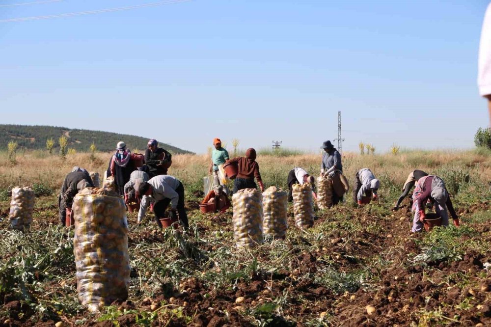 Patates Hasadı Başladı: Üreticinin Yüzü Güldü