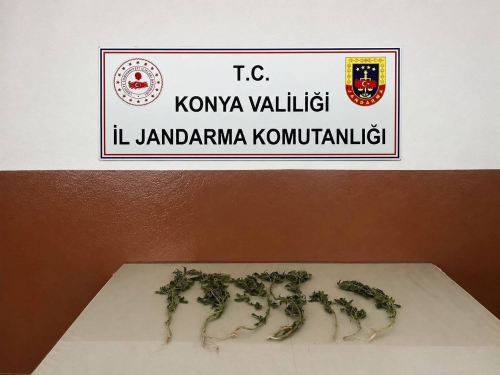 Konya'da Uyuşturucuya Ağır Darbe: 50 Bin Kök Kenevir Ele Geçirildi, 5 Kişi Tutuklandı
