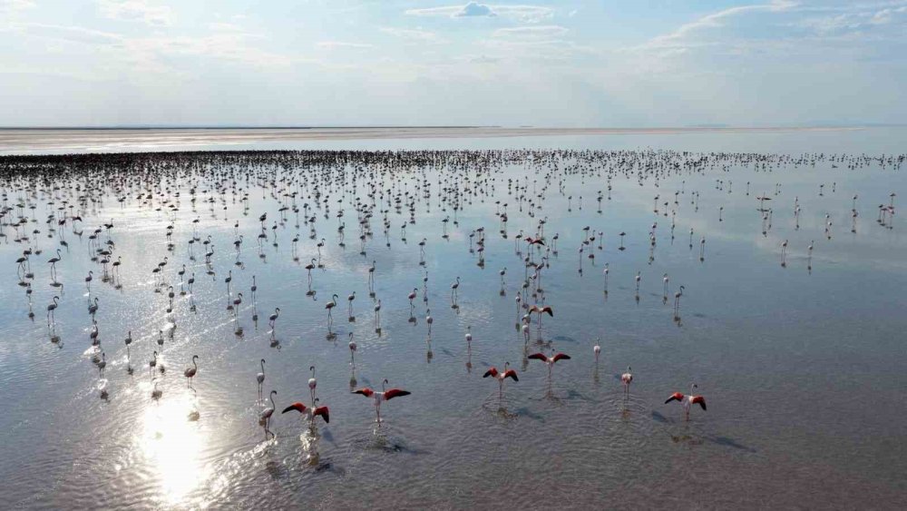 Tuz Gölü'nde Son 5 Yılın Flamingo Rekoru: 12 Bin 800 Yavru Yaşam Buldu