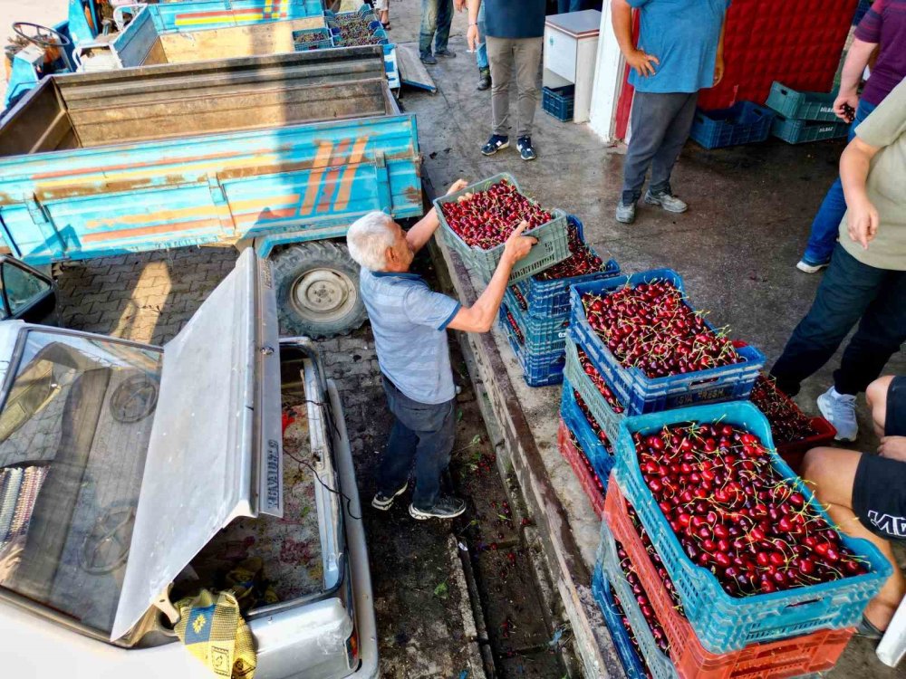 Napolyon kirazda bereket yaşanıyor