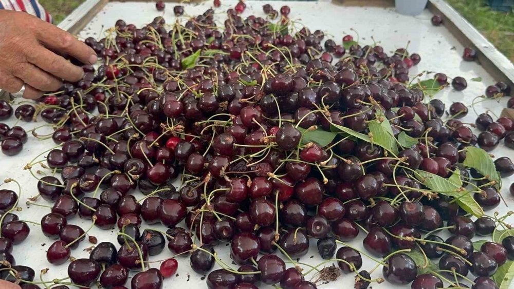 Akşehir ve Sultandağı'nda Rekor Kiraz Rekoltesi Fiyatları Düşürdü