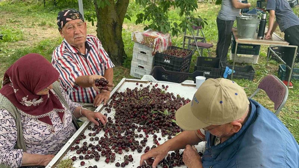 Akşehir ve Sultandağı'nda Rekor Kiraz Rekoltesi Fiyatları Düşürdü