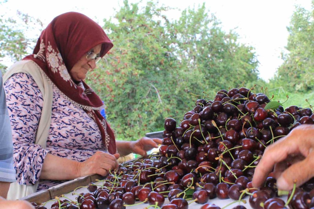Konya ve Sultandağı Kirazında Tarihi Rekor: ABD ve Avrupa’nın Tercihi