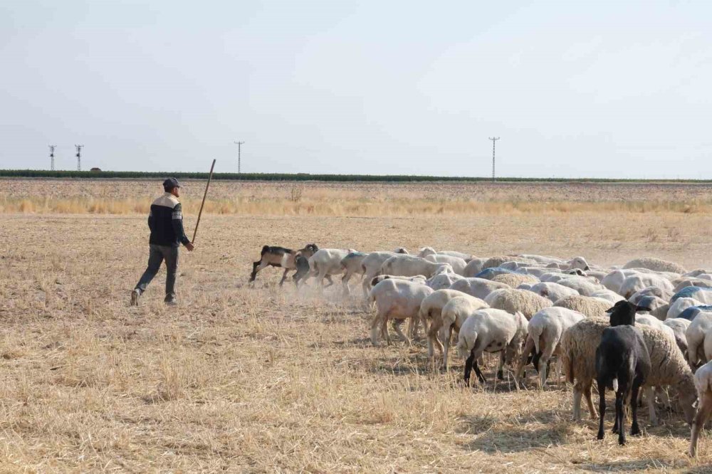 Şehirdeki İşini Bıraktı, Konya Ovası'nda Koyunların Başına Geçti
