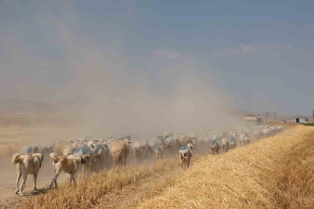 Şehirdeki İşini Bıraktı, Konya Ovası'nda Koyunların Başına Geçti