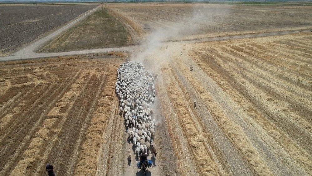 Şehirdeki İşini Bıraktı, Konya Ovası'nda Koyunların Başına Geçti