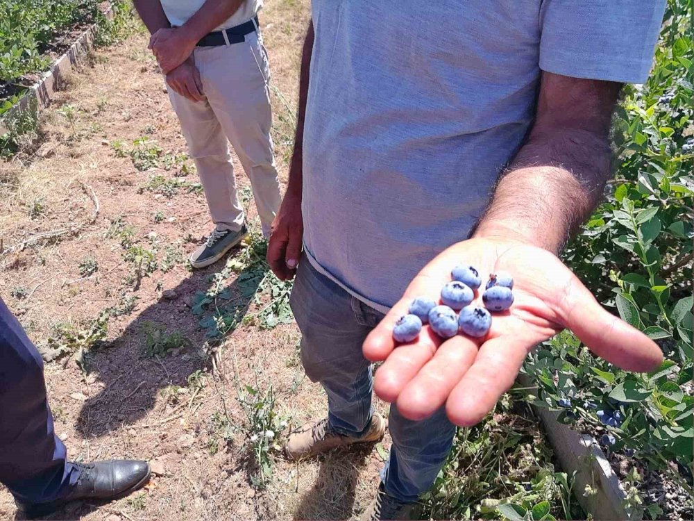 5 Yıl Önce Dikildi, Tonlarca Ürün Verdi: Kurak Arazi Altına Dönüştü
