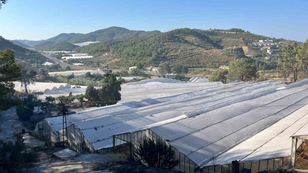 Alanya'da Orman ve Muz Seraları Kül Oldu