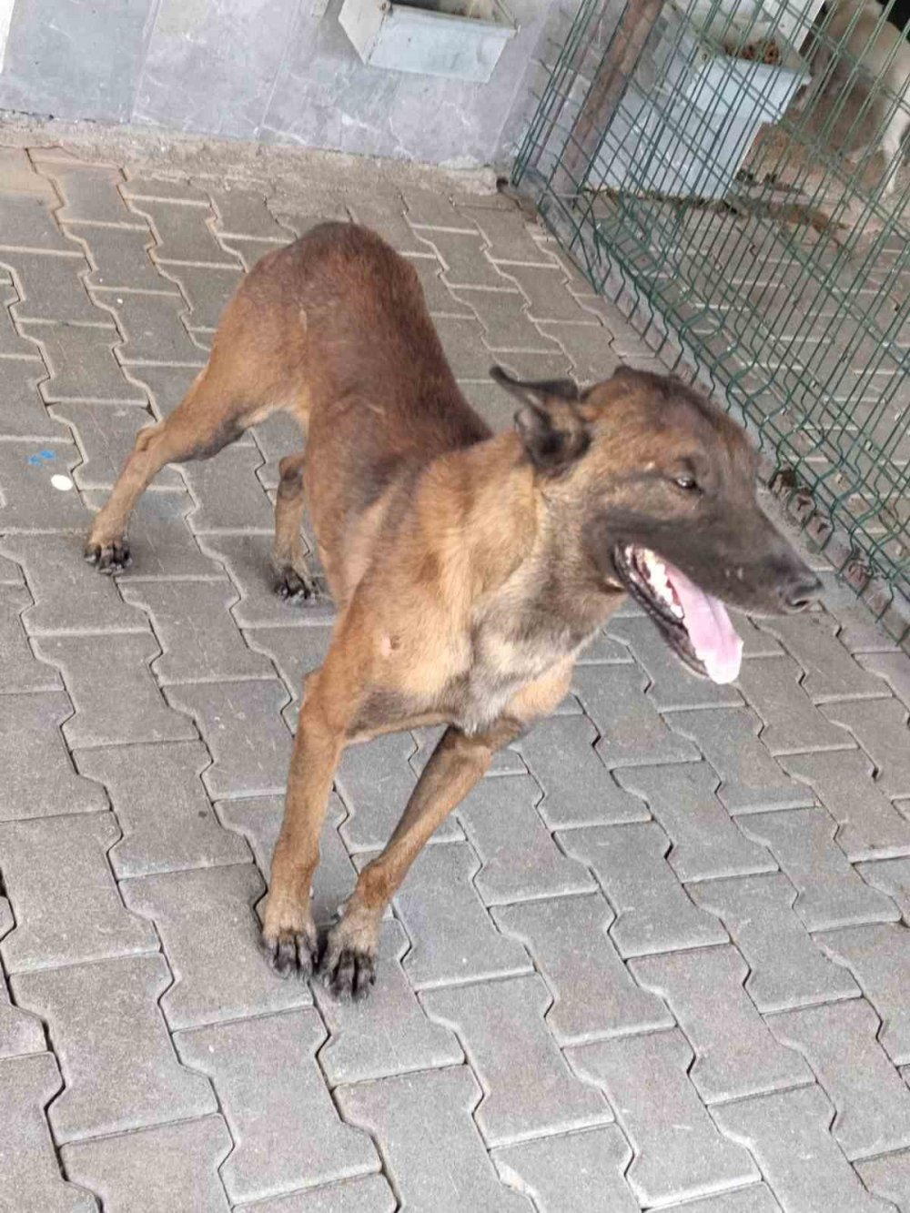 Yine Sokak Köpeği Dehşet Saçtı: 3 Yaşındaki Çocuk Ağır Yaralı