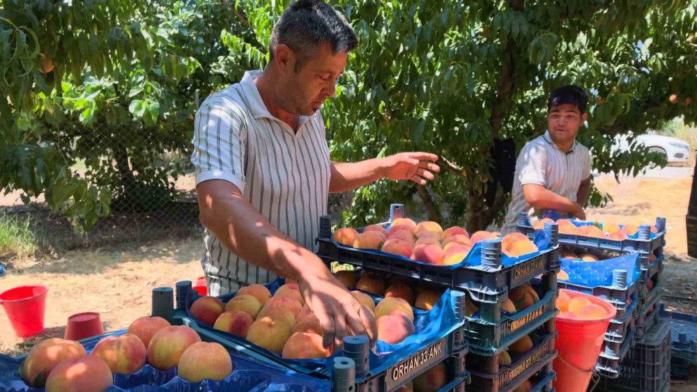 İnegöl’de Şeftali Hasadı Başladı: Üreticiden İhracat ve Fabrika Çağrısı!