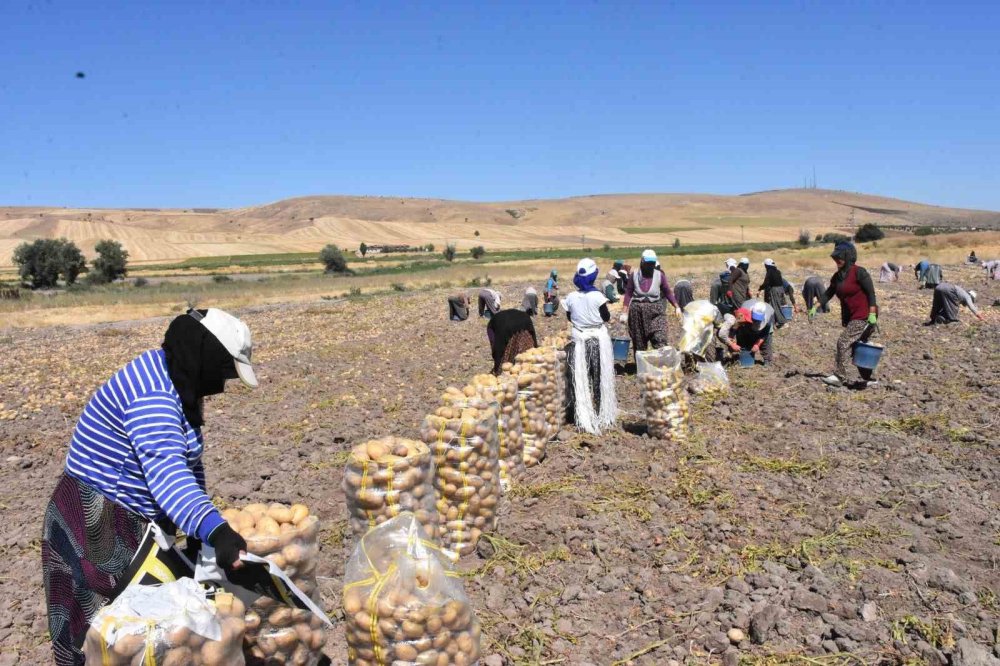 Türkiye’nin Patates Deposu Sandıklı’da Yaz Sökümü Başladı: Raf Ömrüyle Fark Yaratıyor