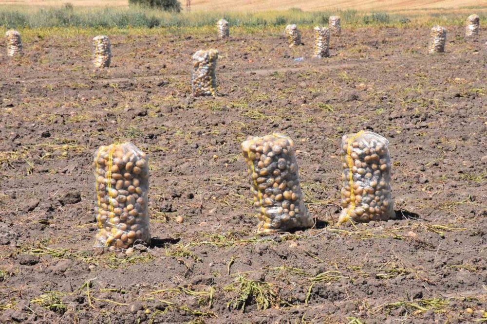 Türkiye’nin Patates Deposu Sandıklı’da Yaz Sökümü Başladı: Raf Ömrüyle Fark Yaratıyor