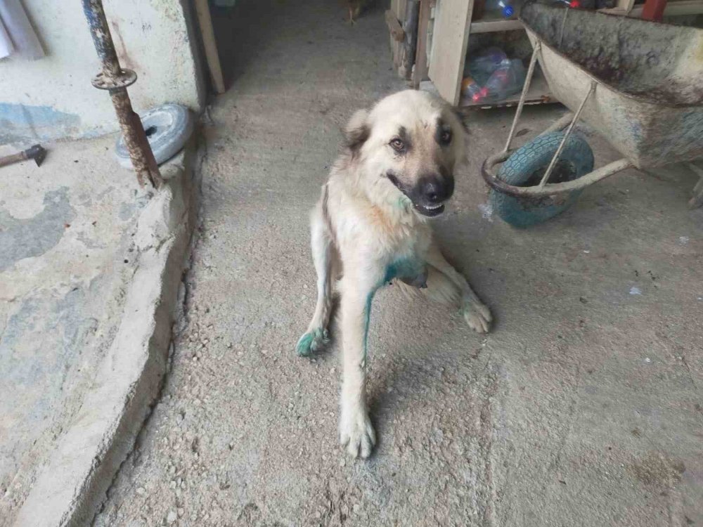 Antalya'da çoban köpeğine vicdansız saldırı! Hayatını kurtardı ama bacağını kaybetti